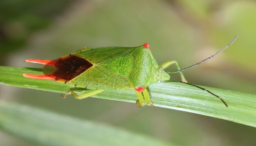 Top 10 loài bọ xít đỏ và đen thường thấy trong vườn
